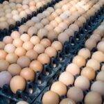 Fresh Chicken Eggs