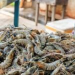 Fresh & Frozen Shrimp