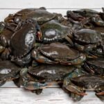 Frozen & Live Mud Crab