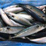 Frozen Mackerel