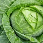 Fresh Cabbage